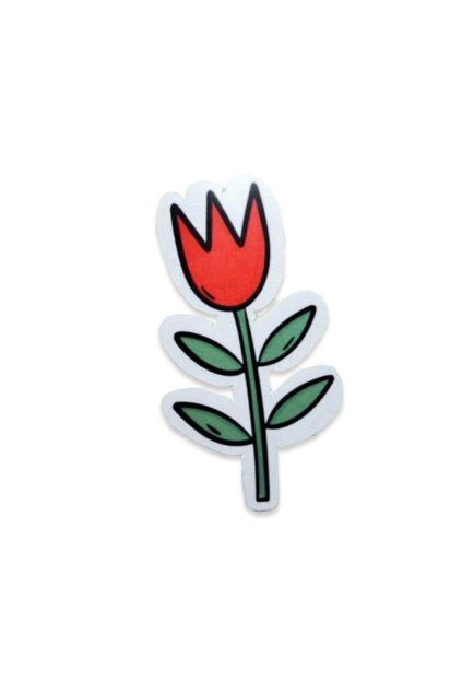 tulipán
